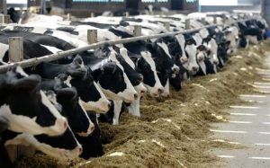 Bani de la APIA pentru producătorii de lapte de vacă