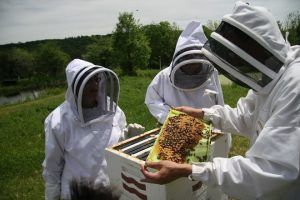 Anunţ important pentru apicultori