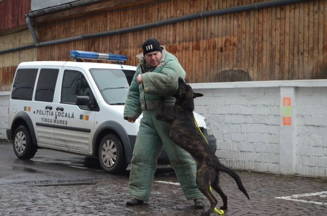 Ciobănesc olandez, în slujba Poliţiei Locale Târgu-Mureş
