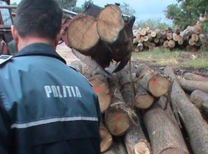 Material lemnos fără documente, confiscat de poliţişti