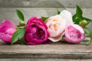 Sfaturi utile pentru îngrijirea florilor de primăvară