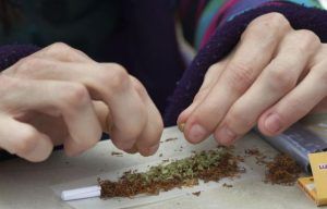 VIDEO: Culturi de cannabis descoperite de poliţişti