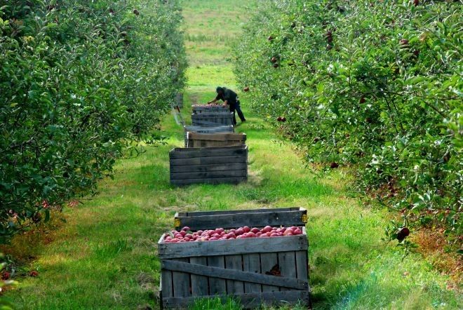 Business-ul cu mere, revitalizat de Hortipomicola Reghin