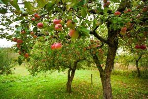 Ce tratamente fitosanitare importante puteți să faceți primăvara la pomii fructiferi