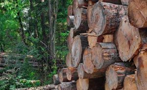 Bărbat amendat pentru că transporta ilegal lemne de foc