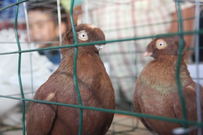 Comerţul cu păsări vii, interzis în pieţele din Târgu-Mureş