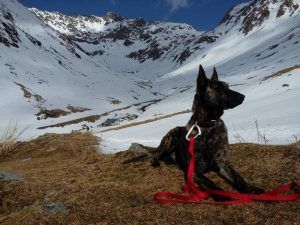 Tas von Grof Box, primul câine cu brevet de intervenție în avalanșă din județul Mureș