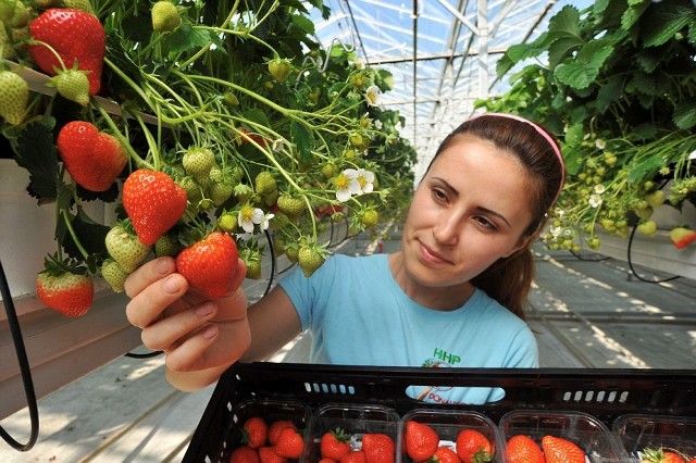 Căpșunarii se pregătesc de lucru. Câte locuri de muncă îi așteaptă în Spania