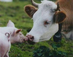Sprijin financiar pentru crescătorii de vaci şi de porcine