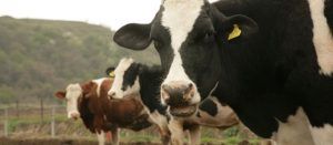 Măsuri pentru combaterea dermatozei nodulare virale la vaci