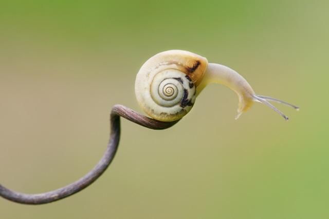 Milvus te provoacă la al VIII-lea Concurs Internațional de Fotografie de Natură