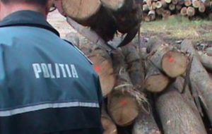 Material lemnos confiscat în valoare de 22.455 lei