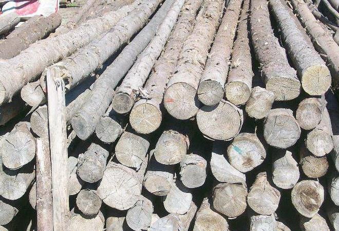 Material lemnos în valoare de peste 240.000 lei, confiscat
