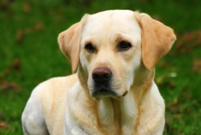 Câini de zeci de mii de dolari donați Jandarmeriei Mureș