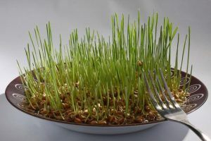 Beneficiile germenilor de grâu pentru sănătate