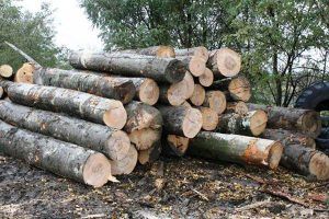Indivizi amendați pentru furt de lemne