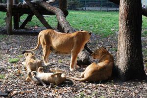 FOTO: Grădina Zoo şi Parcul de la Platoul Corneşti, puncte de atracţie turistică