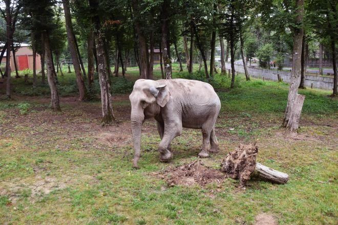 Elefanţii, sărbătoriţi la Târgu-Mureş de ziua lor!