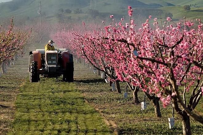 John Papini drives a tractor thorugh the orchard while spraying at Papini Farms on Concord Avenue in Brentwood, California on Monday, March 17, 2008. Papini says he grows nectarines, peaches, cherries and other fruit. Blossoms cover trees in the area as Spring begins. (Photo by Kevin Bartram)