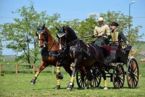 Concurs Internațional de atelaje cu doi cai, la Târgu Mureș