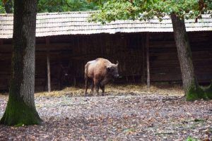 O pereche de bizoni europeni din Slovacia, la Zoo Târgu-Mureş!