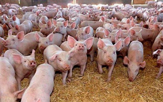 Măsuri pentru prevenierea și combaterea pestei porcine africane