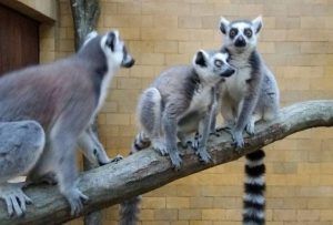 Lemurienii de la Zoo au ieşit din carantină şi aşteaptă vizitatori