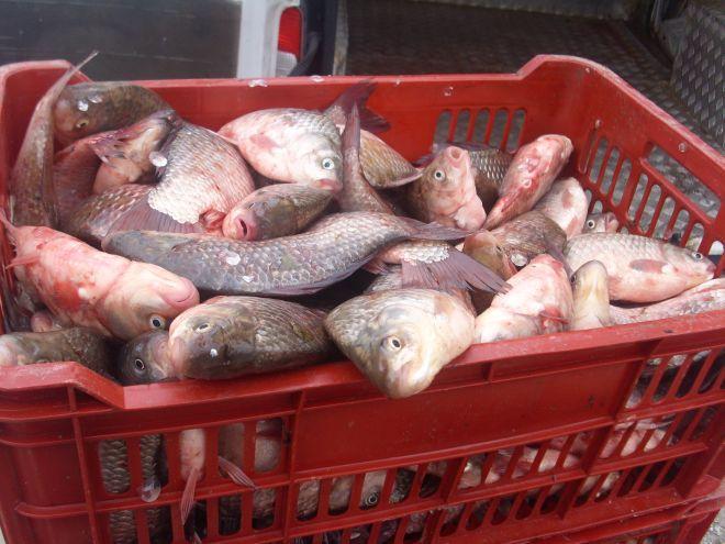 Peşte pescuit ilegal, confiscat de poliţişti