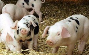Sprijin pentru producătorii de carne de porc