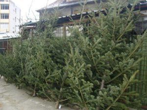 Brazi de Crăciun în cinci pieţe din Târgu-Mureş