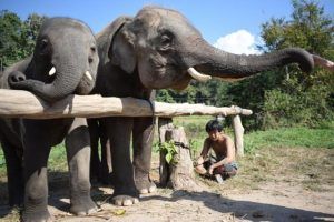 Andrada-Melitte Bunuș, aproape de sufletul elefanților pe tărâmuri thailandeze