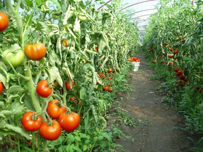 Sprijin financiar pentru producătorii de tomate