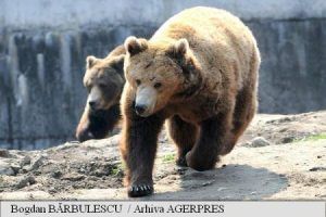 APM Mureș a cerut derogare pentru relocarea urșilor care terorizează populația de pe Valea Târnavelor