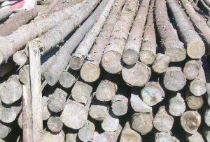 Amenzi usturătoare și material lemnos confiscat
