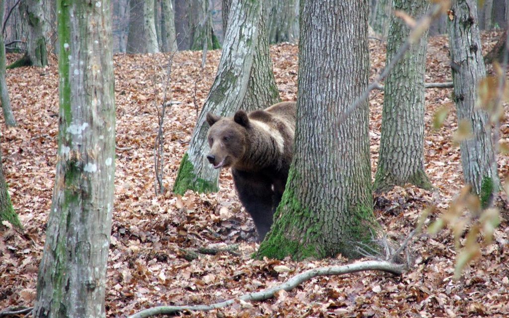 Urșii de la Zoo Târgu-Mureș prevestesc sosirea primăverii