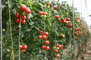 Program de susținere a produsului tomate în spații protejate