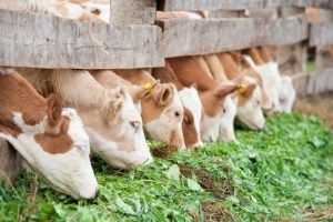 Ajutoare financiare pentru producătorii de lapte
