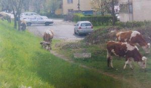 Cai şi vaci, la păscut pe străzile din Târgu-Mureş