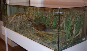 Bizamul, exponatul lunii la Muzeul Județean