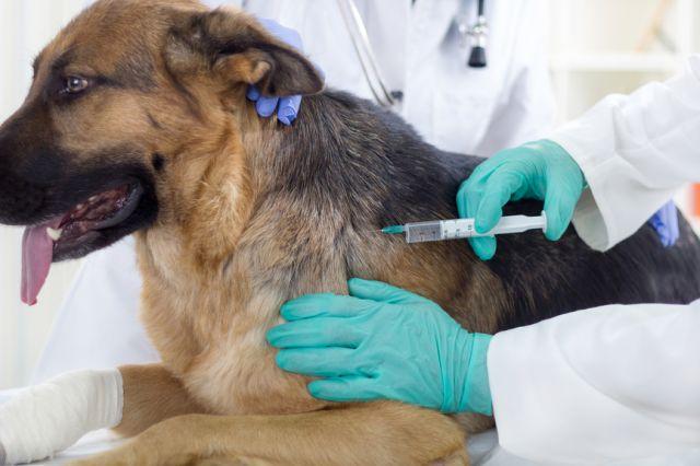 5.000 de lei pentru campania de vaccinare, microcipare și castrare a câinilor la Reghin