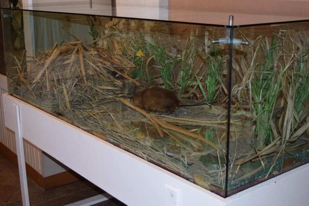 Bizamul, exponatul lunii la Secția de Științele Naturii