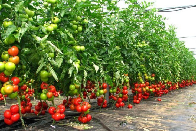 Termenul privind sprijinul financiar pentru producătorii de tomate, prelungit