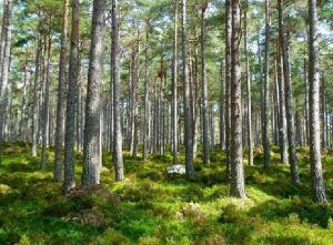 Modificări legislative privind asigurarea pazei și protecției vegetației forestiere