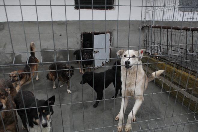 Câini din Târgu-Mureş, adoptaţi în Germania