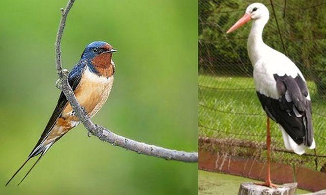 10 mai – Ziua Mondială a Păsărilor Migratoare. ”Viitorul lor este şi viitorul nostru – O planetă sănătoasă pentru păsările migratoare şi oameni”