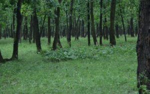Compensații financiare pentru proprietarii de pădure din zonele protejate