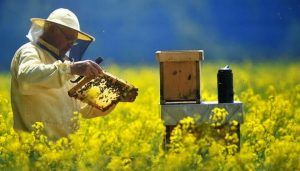Sprijin de peste 97 de milioane de lei pentru apicultori