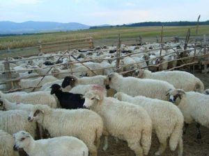 Ajutor de minimis pentru crescătorii de ovine care comercializează lână