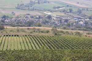 Judeţul Mureş, punct de interes pentru viticultura transilvană