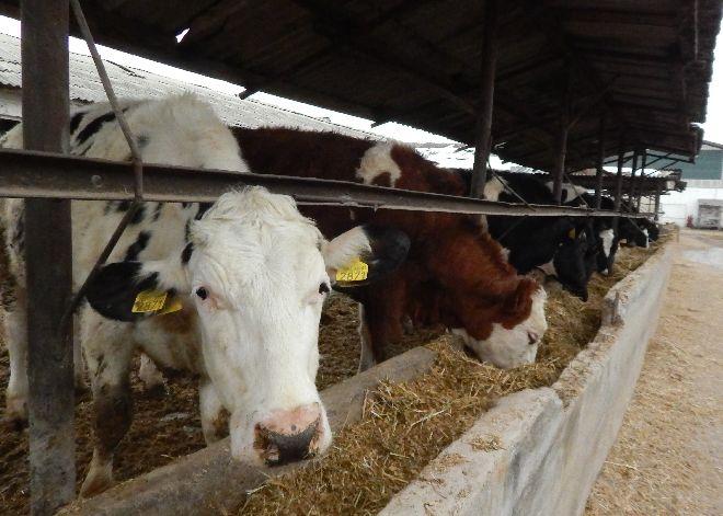Crescătorii de vaci, sfătuiţi să ţină de preţul laptelui